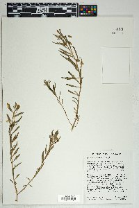 Talinum aurantiacum image