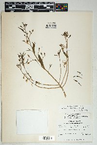 Talinum aurantiacum image