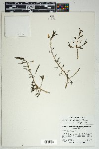 Talinum aurantiacum image