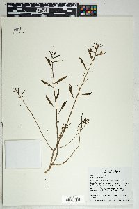 Talinum aurantiacum image