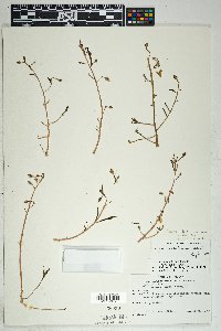 Talinum aurantiacum image