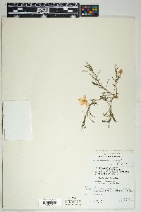 Talinum aurantiacum image