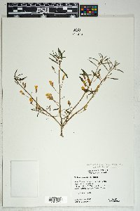 Talinum aurantiacum image