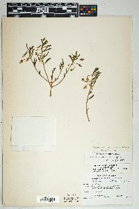 Talinum aurantiacum image