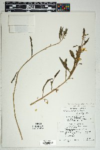 Talinum aurantiacum image