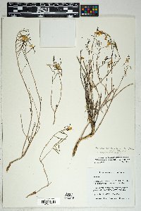 Talinum aurantiacum image