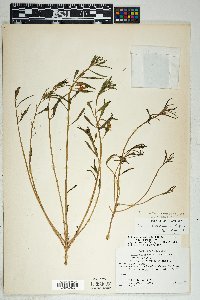 Talinum aurantiacum image