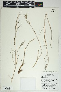 Talinum aurantiacum image