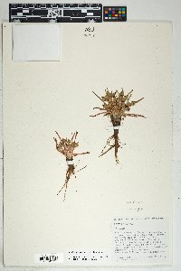 Lewisia pygmaea image