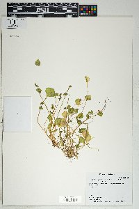 Claytonia perfoliata image