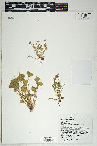 Claytonia perfoliata image