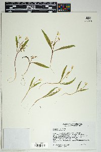 Claytonia rosea image