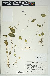 Claytonia perfoliata image