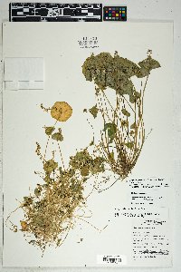 Claytonia perfoliata image