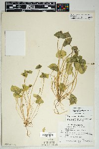 Claytonia perfoliata image