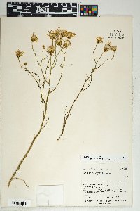 Senecio flaccidus var. monoensis image