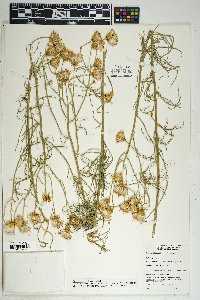 Senecio flaccidus var. monoensis image