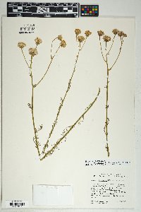 Senecio flaccidus var. monoensis image