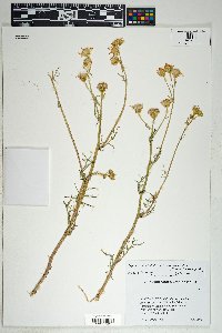 Senecio flaccidus var. monoensis image