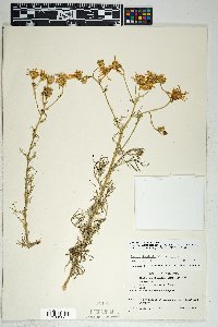 Senecio flaccidus var. monoensis image