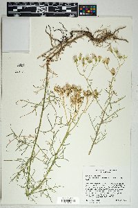 Senecio flaccidus var. monoensis image