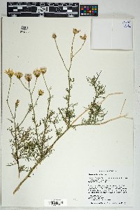 Senecio flaccidus image