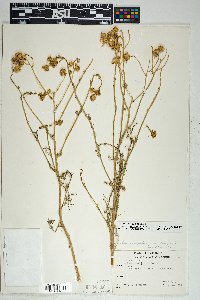 Senecio flaccidus image