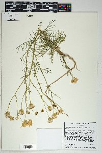 Senecio flaccidus var. monoensis image