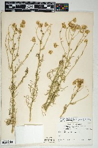 Senecio flaccidus var. monoensis image