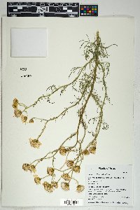 Senecio flaccidus image