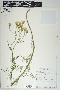 Senecio flaccidus var. monoensis image