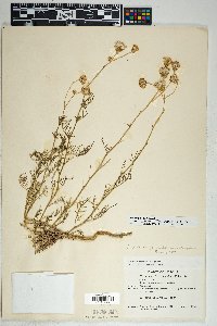 Senecio flaccidus var. monoensis image