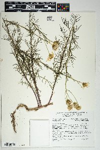 Senecio flaccidus var. monoensis image