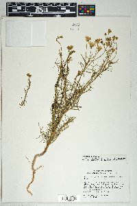 Senecio flaccidus var. monoensis image