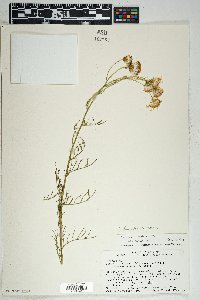 Senecio flaccidus image