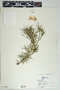 Senecio flaccidus var. monoensis image