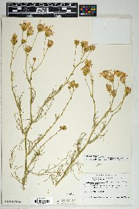 Senecio flaccidus var. monoensis image