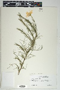 Senecio flaccidus var. monoensis image