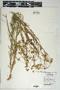 Senecio flaccidus var. monoensis image