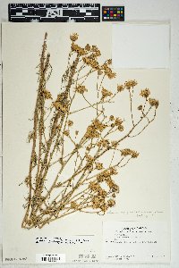 Senecio flaccidus var. monoensis image