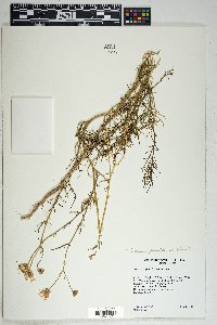 Senecio flaccidus var. flaccidus image