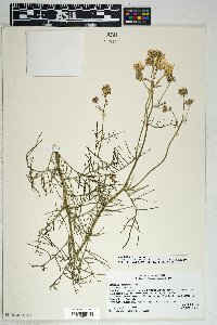 Senecio flaccidus var. monoensis image