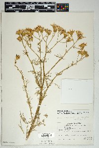 Senecio flaccidus var. monoensis image