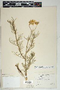 Senecio flaccidus var. monoensis image