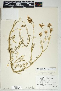 Senecio flaccidus var. monoensis image