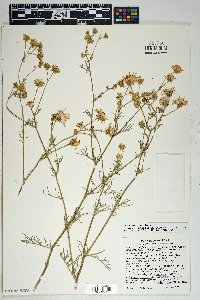 Senecio flaccidus var. monoensis image