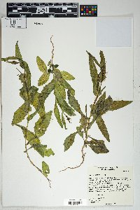 Senecio lemmonii image