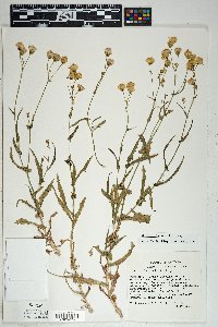 Senecio lemmonii image