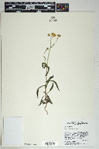 Senecio lemmonii image