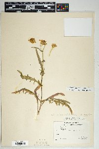 Senecio lemmonii image